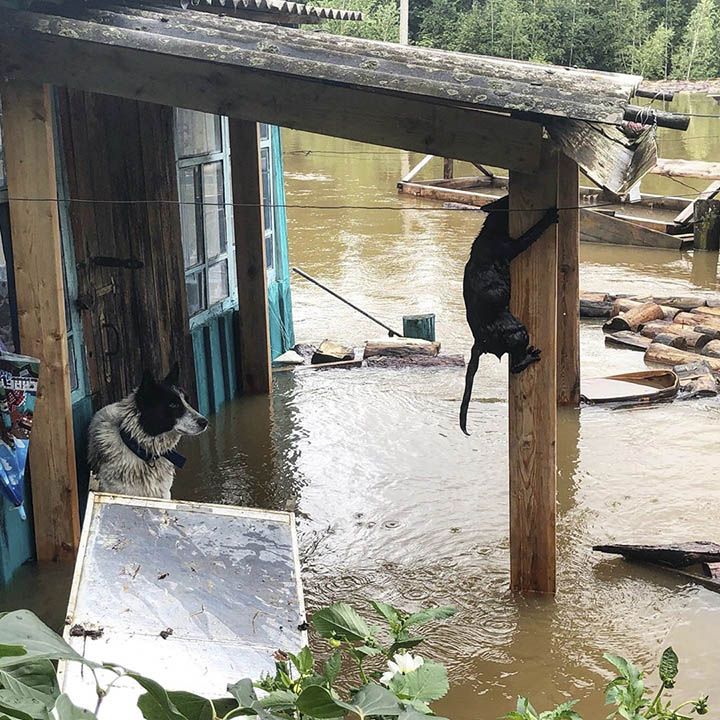 Flood in Amur region