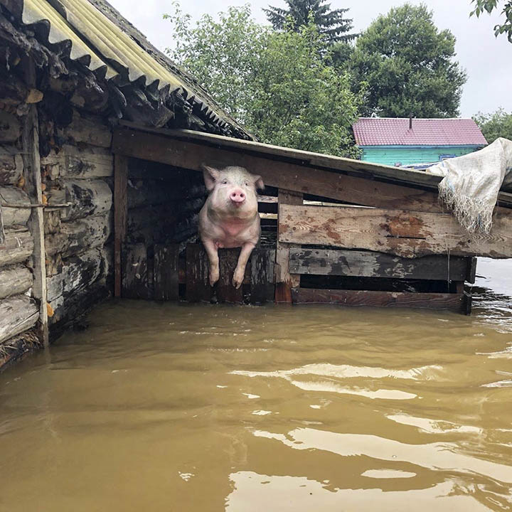 Flood in Amur region