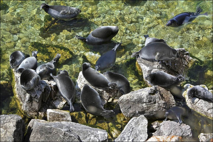 Baikal seals in water