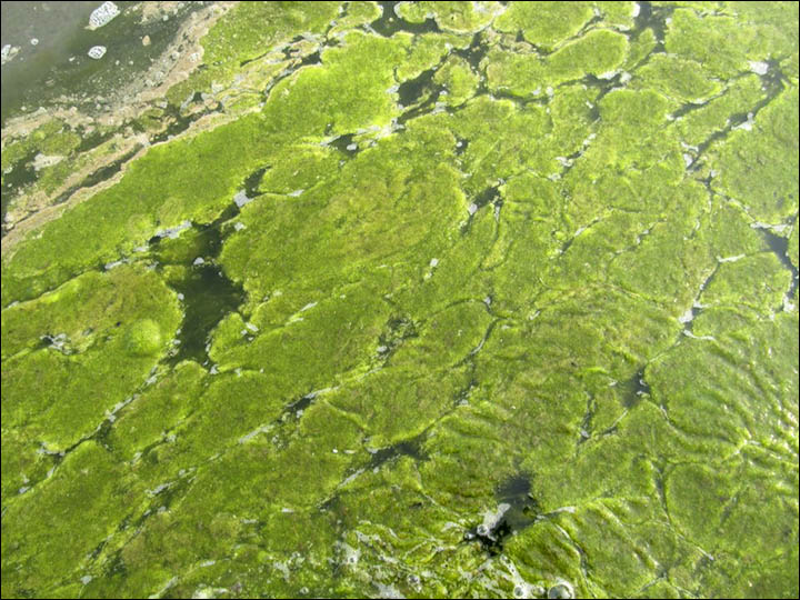 Algae in Senogda Bay