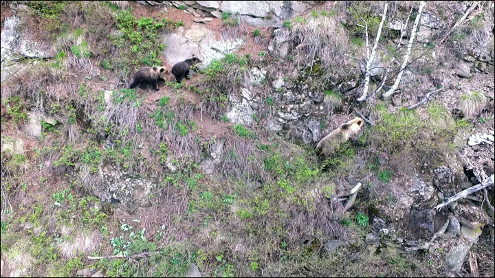 Brown bears monitoring