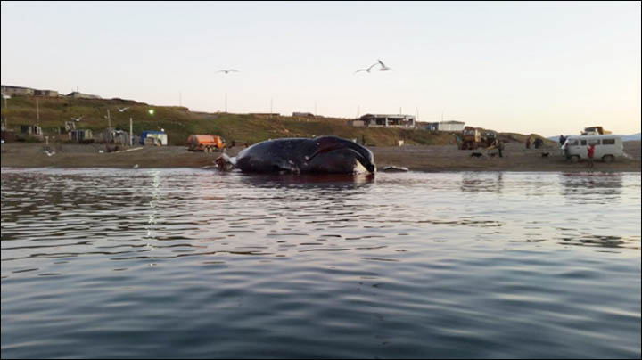 Bowhead whale near Lorino