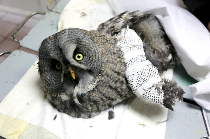 Giant Great Grey Owl hitches a lift on epic 5,700 miles journey to Moscow after injuring itself hunting