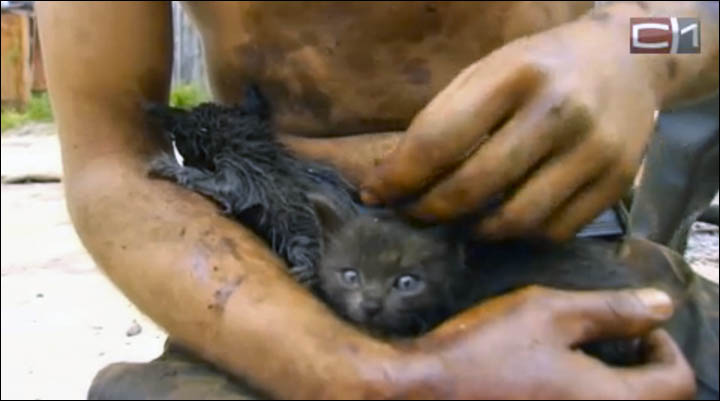 Kittens rescued