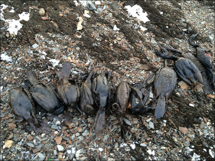 Cormorants in oil