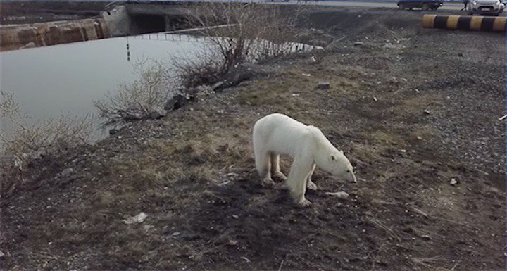 norilsk bear 