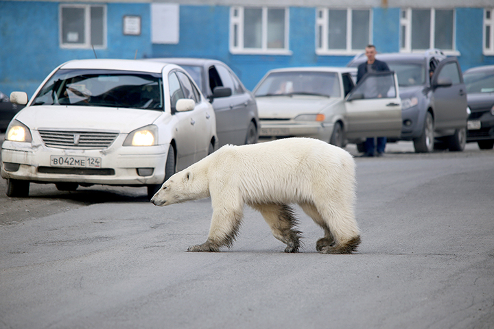 Starving wild polar bear pictured in Norilsk city streets after walking 1,500 km inland in search of food