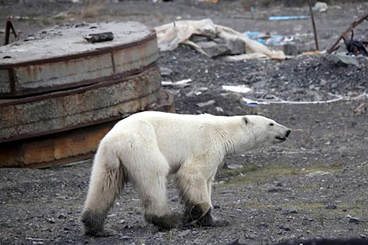 Starving wild polar bear pictured in Norilsk city streets after walking 1,500 km inland in search of food