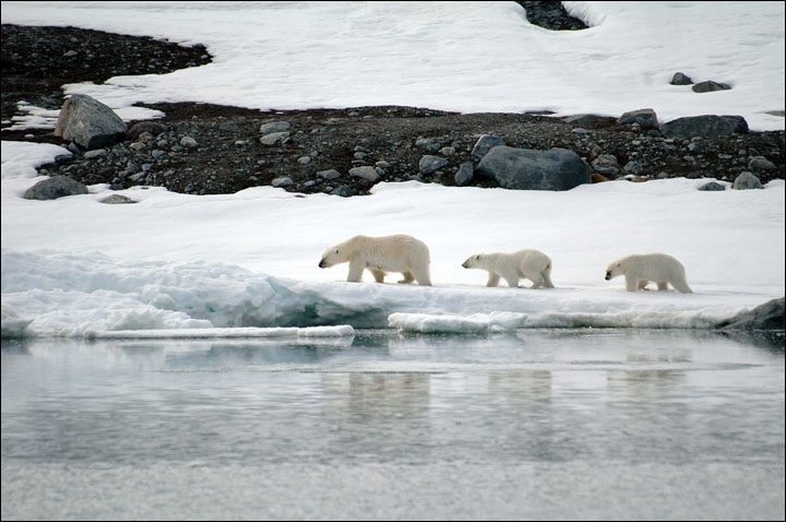 Polar bears around Ryrkaipyi