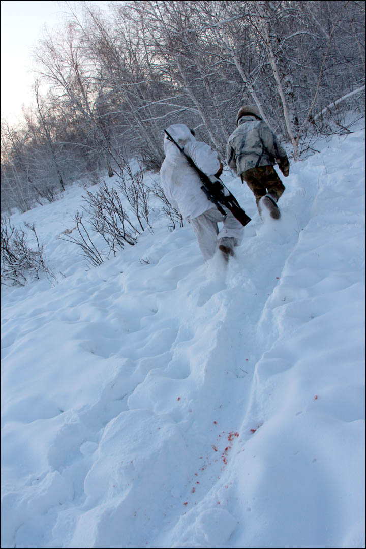Wolves preying on reindeer herds threaten seasonal joy in remote Siberian villages&nbsp; 