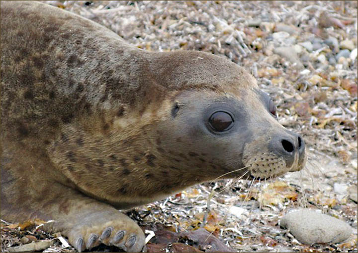 Seals rehab Vladivostok