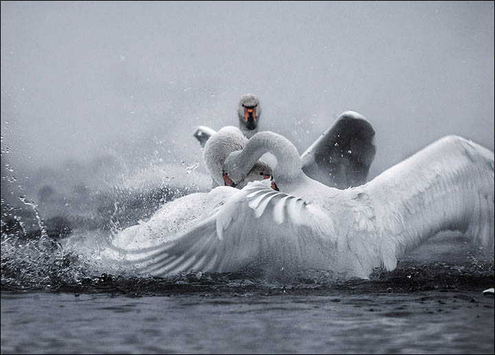 Welcome to the magnificent real life Swan Lake in the heart of Siberia
