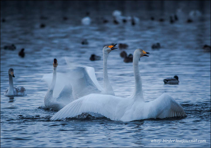 Welcome to the magnificent real life Swan Lake in the heart of Siberia