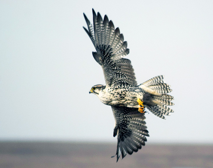 Rare Siberian Saker Falcon Illegally Caught And Sold For