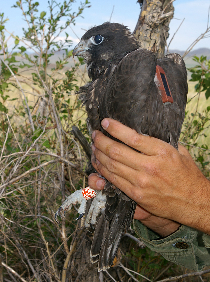 Rare Siberian Saker Falcon Illegally Caught And Sold For