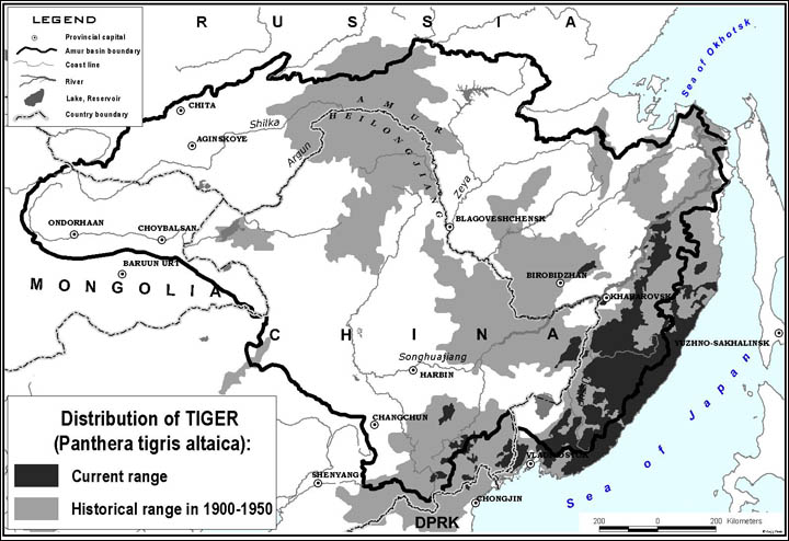Siberian tiger footprint