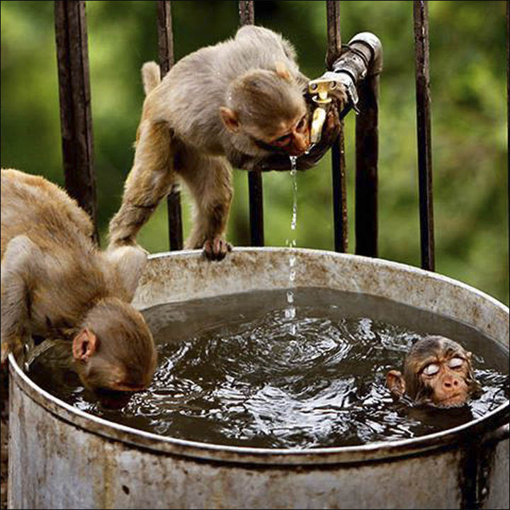 Monkeys in Novosibirsk zoo