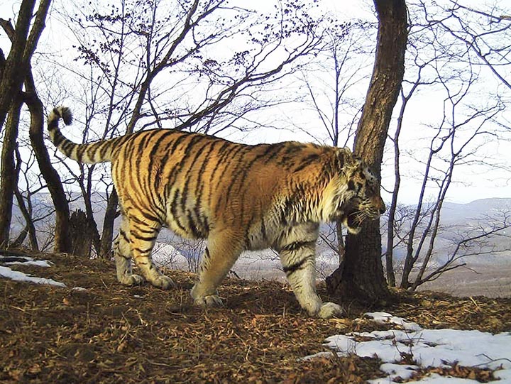 Tiger Tikhon pictured in the Land of Leopard