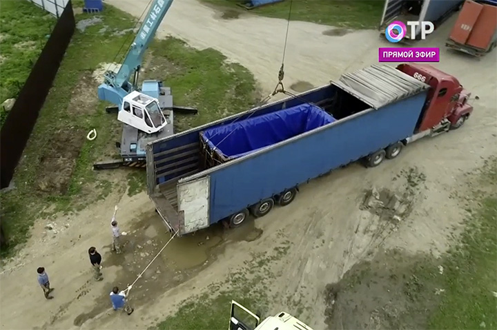Beluga whale loaded into the truck