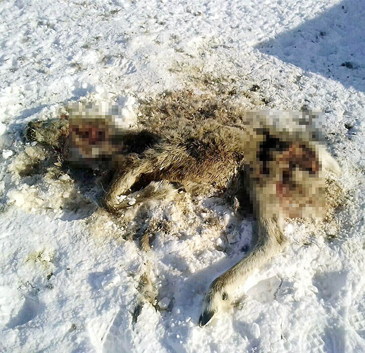 reindeer corpse