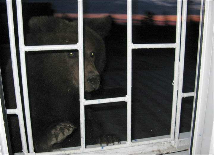 bear asking for a train ticket Siberia