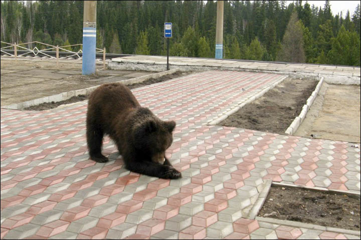 Bear tries to break through the train station
