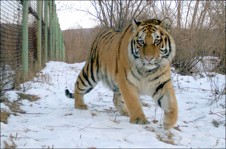 Amur tiger coming in from the cold 