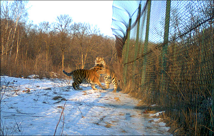 Amur tiger coming in from the cold 