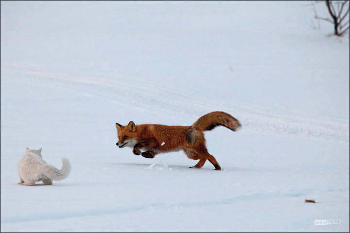cat and fox, by Sergei Krasnoschekov