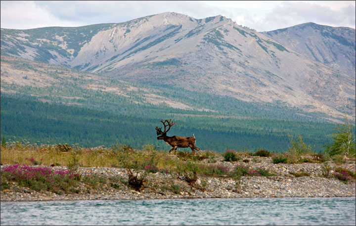 Kolyma Mountains