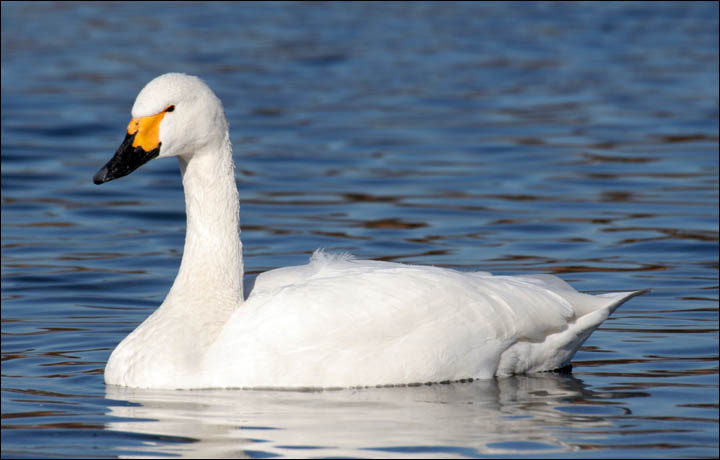 Bewick's swans come to UK from Siberia