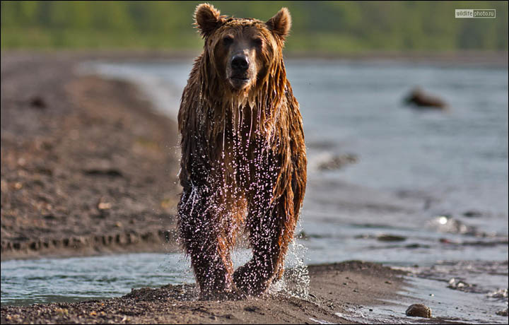 Kamchatka brown bears