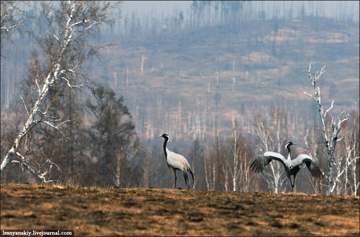 Cranes in Siberia