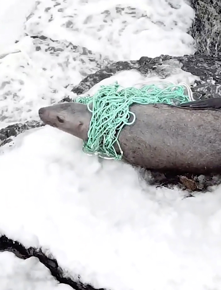 Red Book’s Steller Sea lion rescued from a plastic death trap in Russian Far East
