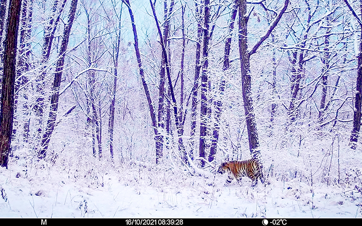 Adventurous young Amur tiger wanders record 1,300km north of its traditional habitat