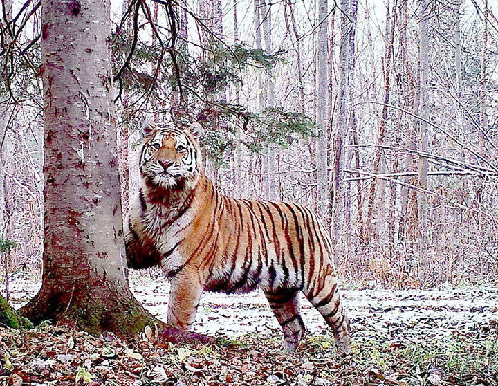 Poachers who killed two endangered Amur tigers detained in Russian Far East 