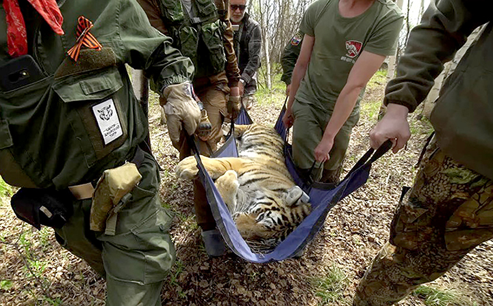 Endangered Amur tiger killed by poachers in the Far East of Russia