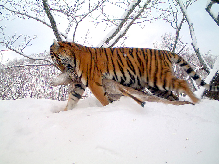 The comeback cats - amazing pictures show family life of Amur tigress ...