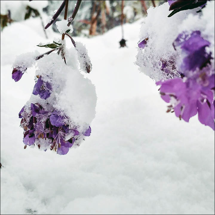 Snow in August