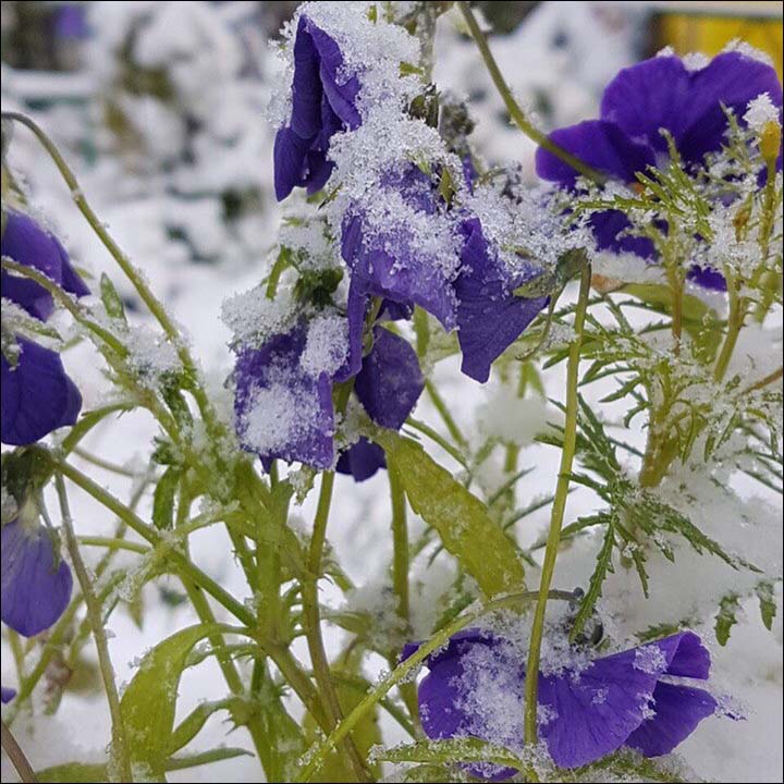 Snow in August