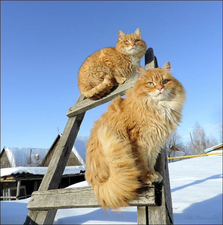 Ginger siberian hot sale cat