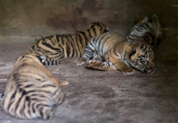 Six of the best - tigress gives birth to half a dozen cubs from one of ...