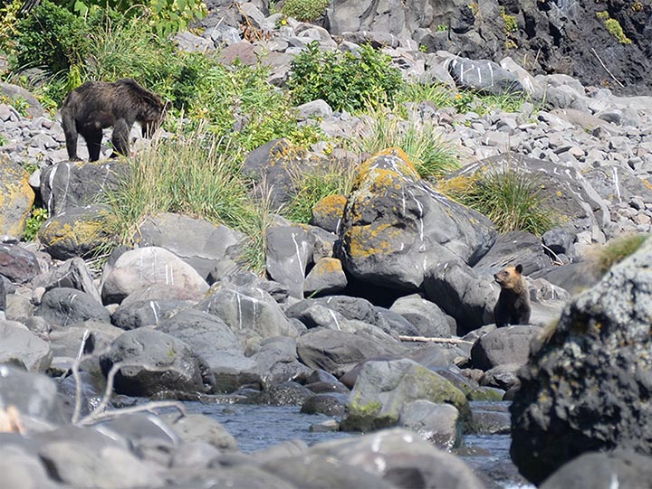 Mother-bear with two cubs spotted next to the tragedy site