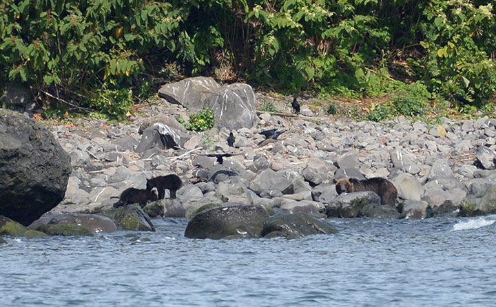 Mother-bear with two cubs spotted next to the tragedy site