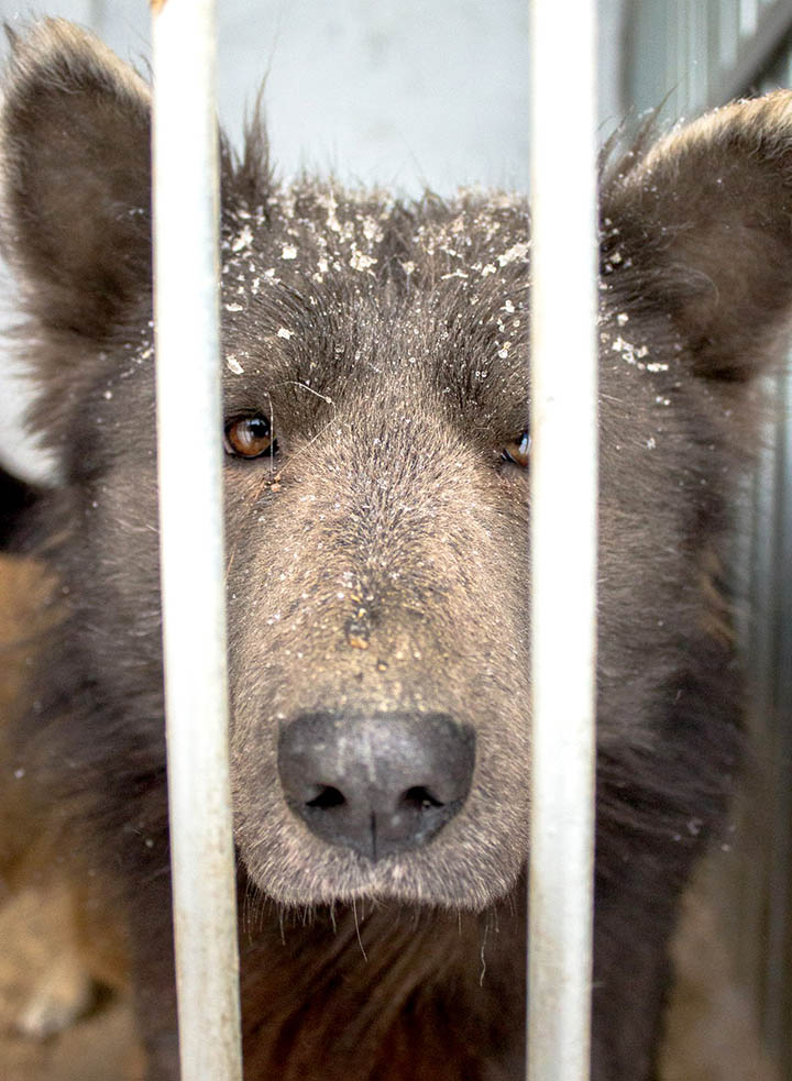 Cruelty behind the 'Bear-Dog' internet sensation