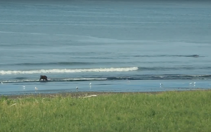 a brown bear filmed mimicking a Gray Whale in Kamchatka 