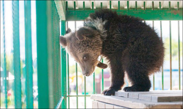 Bear cub in zoo