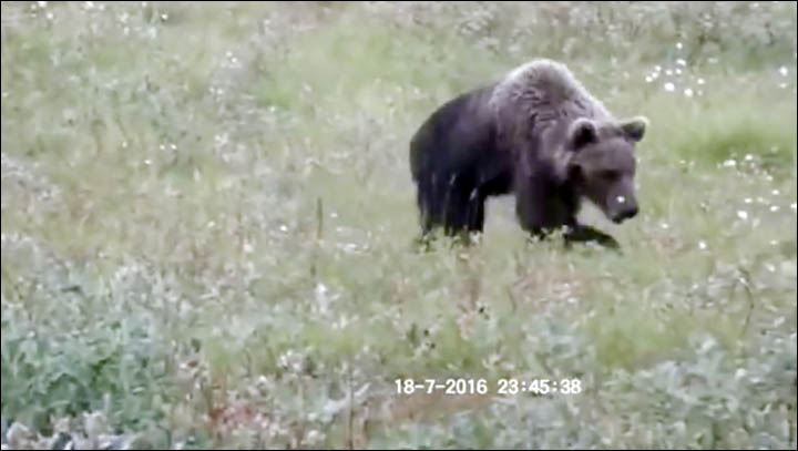 Bear spotted near Norilsk