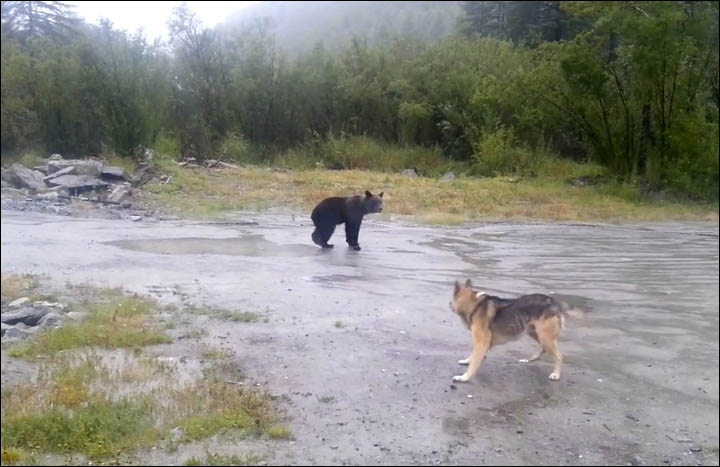 Bear cub near Magadan