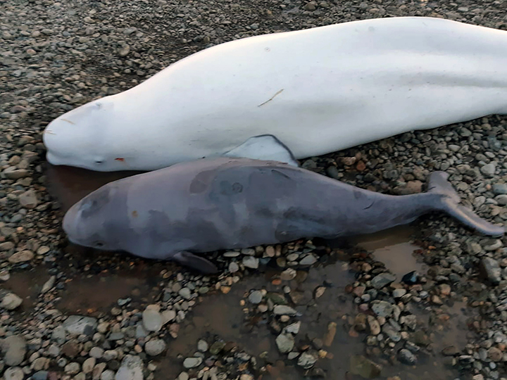 Hero inspector saved two adult beluga whales and their crying stranded on the beach 